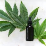 marijuana leaves next to tincture bottle