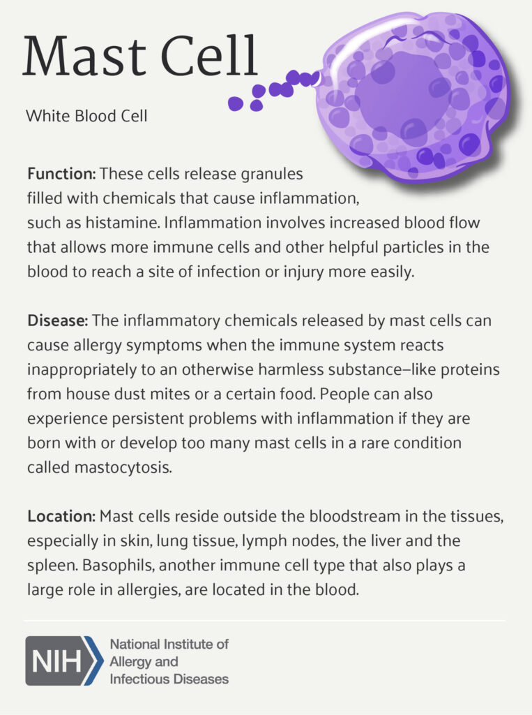 mast cell infographic